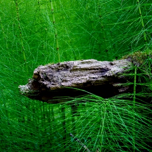 Tronc au milieu de prêles de schamps - Belgique  - collection de photos clin d'oeil, catégorie plantes